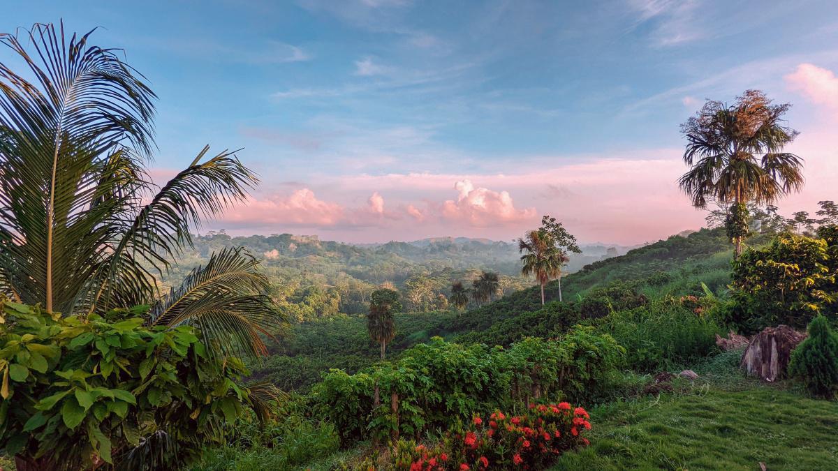 Sustainable cocoa growing on the edge of heaven: Guacamayas Farm’s rich biodiversity yields the perfect ‘primo’ beans Sustainable cocoa growing on the edge of heaven: Guacamayas Farm’s rich biodiversity yields the perfect ‘primo’ beans