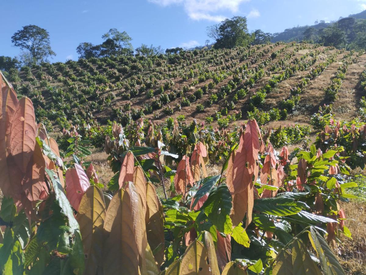 Comunicado a la opinión pública del Consejo Nacional Cacaotero Comunicado a la opinión pública del Consejo Nacional Cacaotero