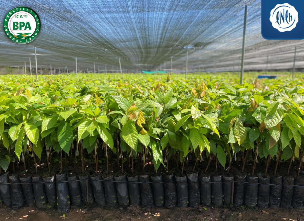 En los 5 años de servicio a la comunidad cacaotera, nuestro Vivero de Cacao para la Paz de Codazzi Cesar, fue certificado en BPA En los 5 años de servicio a la comunidad cacaotera, nuestro Vivero de Cacao para la Paz de Codazzi Cesar, fue certificado en BPA