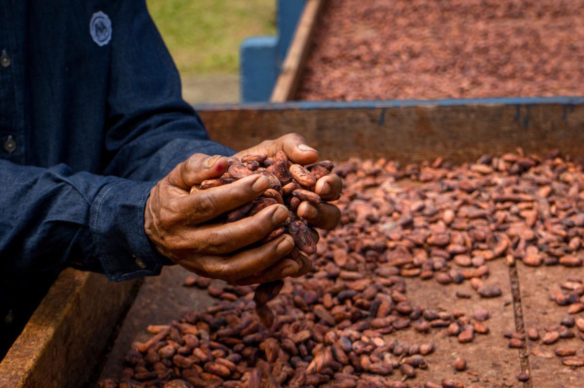 Selección de las muestras de cacao que participarán en los Premios Cacao of Excellence edición 2025 Selección de las muestras de cacao que participarán en los Premios Cacao of Excellence edición 2025
