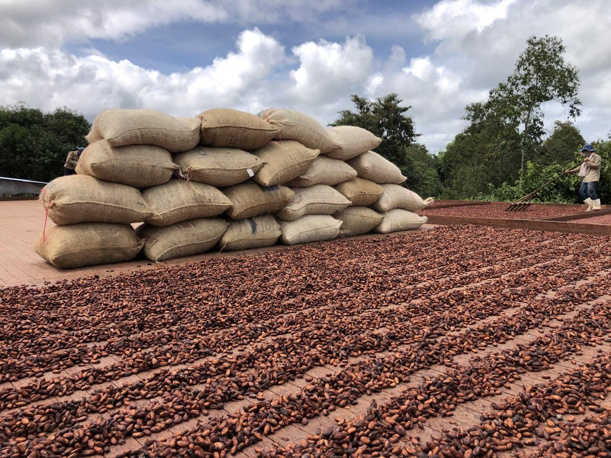 Crecimiento de precio del cacao superó el impulso porcentual generado por Bitcoin Crecimiento de precio del cacao superó el impulso porcentual generado por Bitcoin