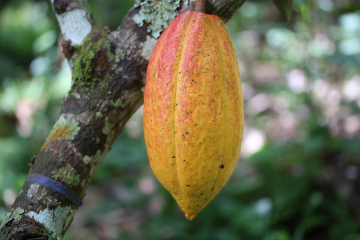 La cara agria del negocio más dulce: precio del chocolate se disparó más del 60% en Colombia La cara agria del negocio más dulce: precio del chocolate se disparó más del 60% en Colombia