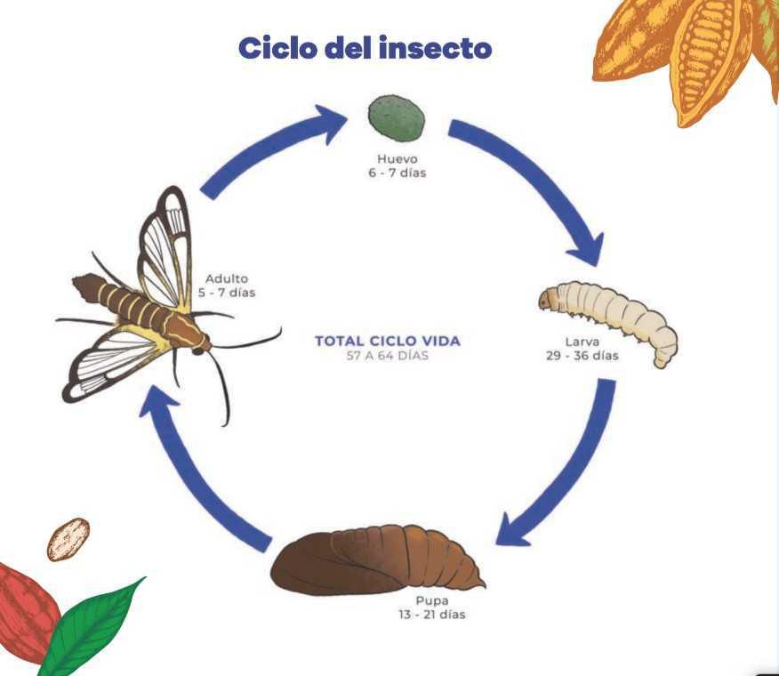 Compañía Nacional de Chocolates Lidera Estrategia Sostenible para controlar la Carmenta foraseminis en el Cacao Compañía Nacional de Chocolates Lidera Estrategia Sostenible para controlar la Carmenta foraseminis en el Cacao