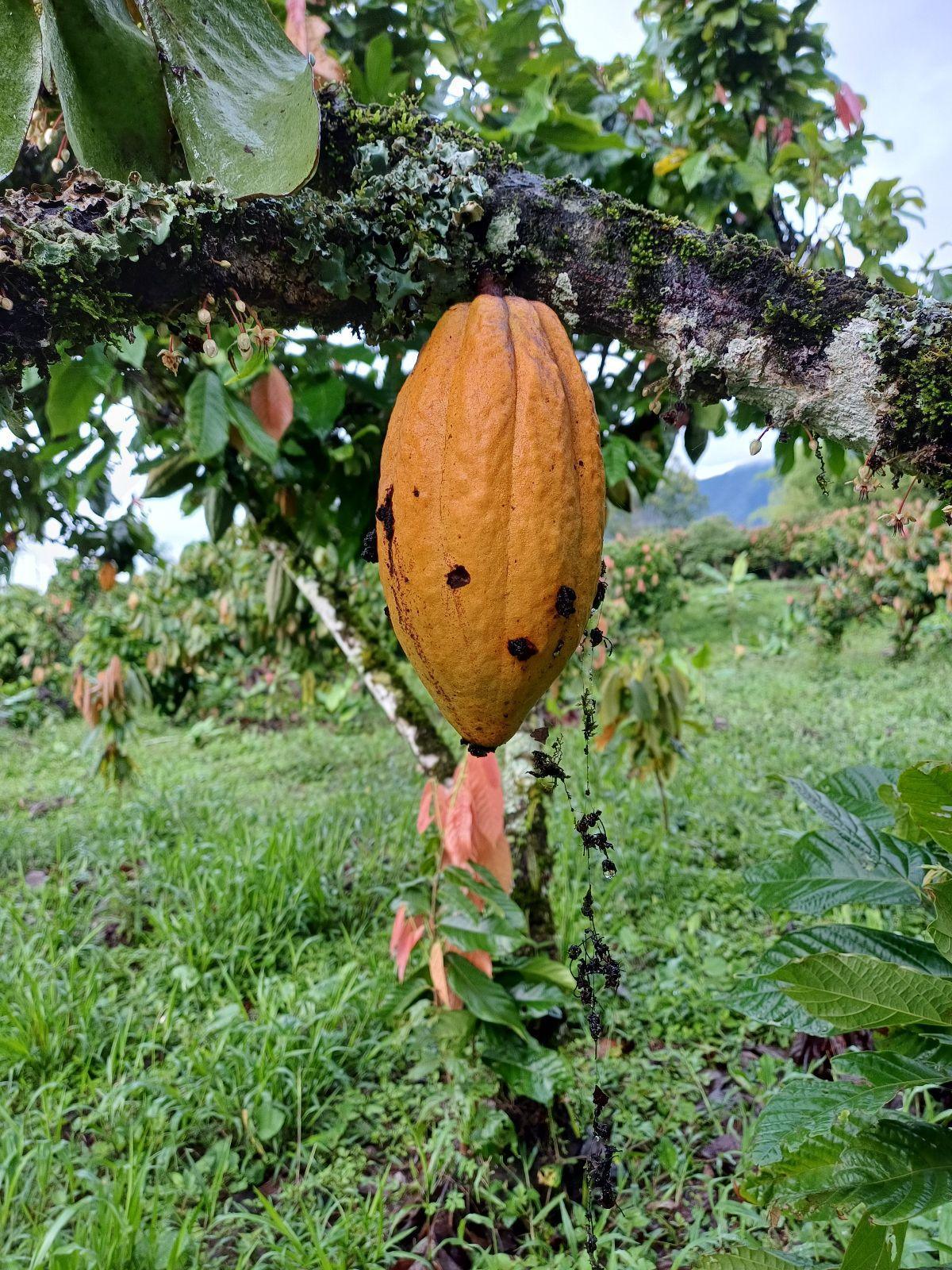Compañía Nacional de Chocolates Lidera Estrategia Sostenible para controlar la Carmenta foraseminis en el Cacao