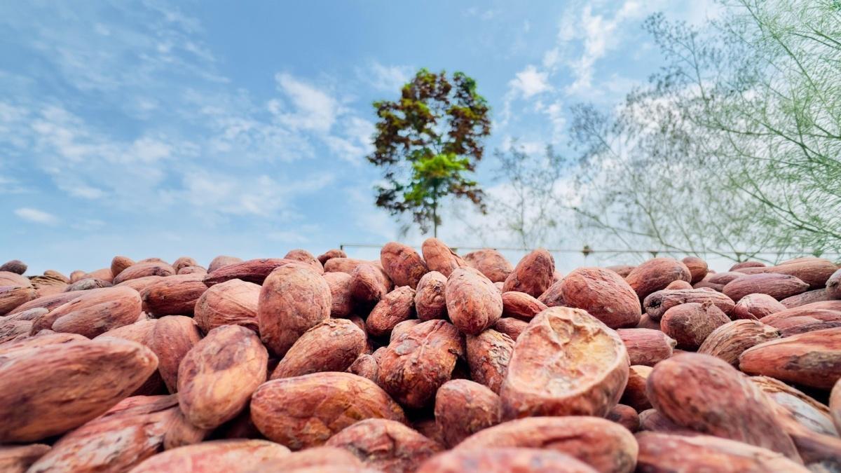 EL CONSEJO NACIONAL CACAOTERO - CNC REALIZA INVITACIÓN A PARTICIPAR EN LA SIGUIENTE CONVOCATORIA NACIONAL EL CONSEJO NACIONAL CACAOTERO - CNC REALIZA INVITACIÓN A PARTICIPAR EN LA SIGUIENTE CONVOCATORIA NACIONAL