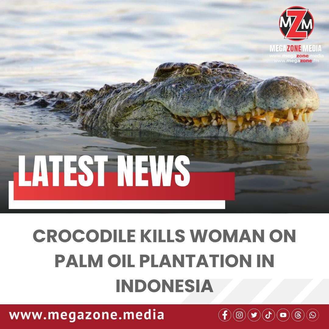 Crocodile Kills Woman on Palm Oil Plantation in Indonesia