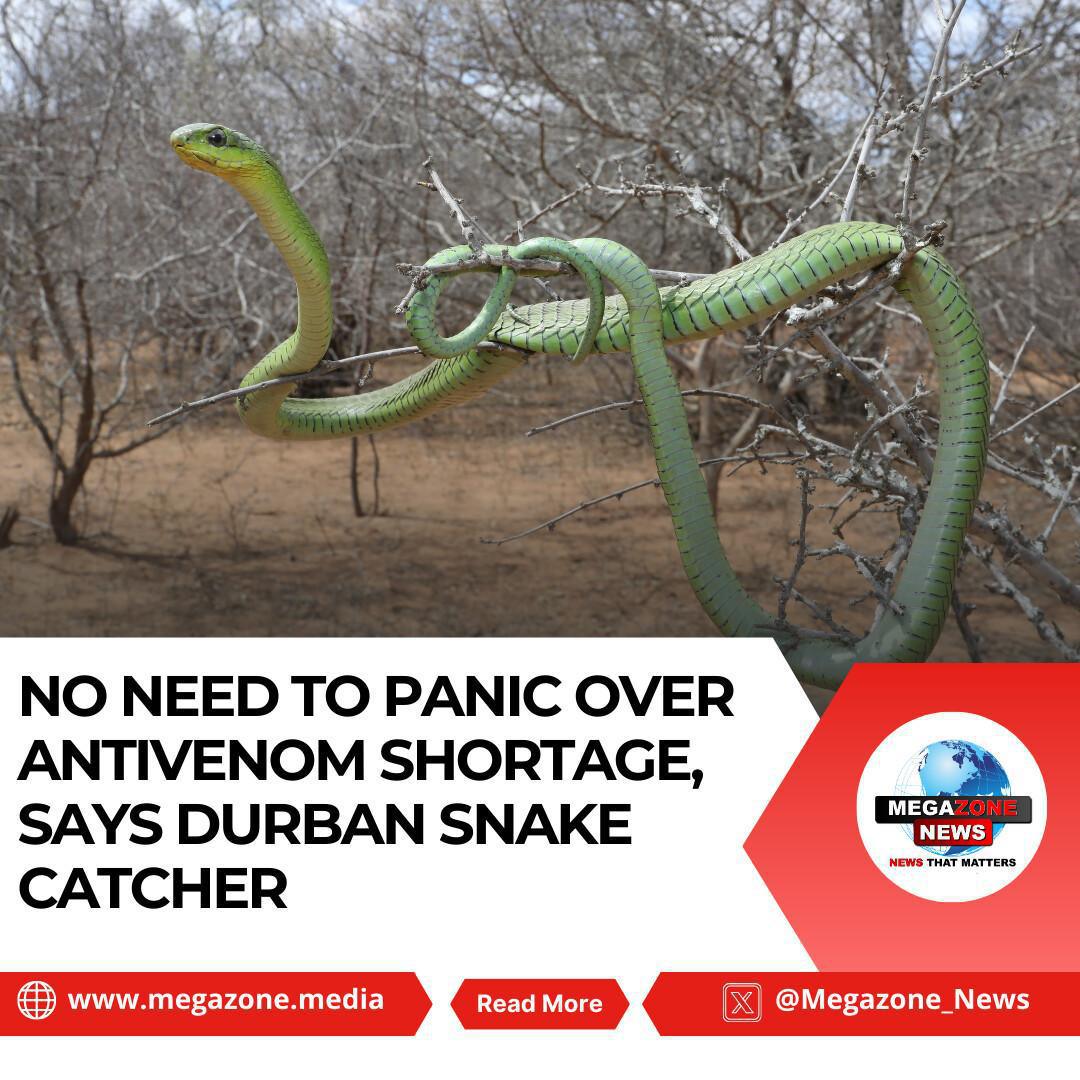 No Need to Panic Over Antivenom Shortage, Says Durban Snake Catcher No Need to Panic Over Antivenom Shortage, Says Durban Snake Catcher