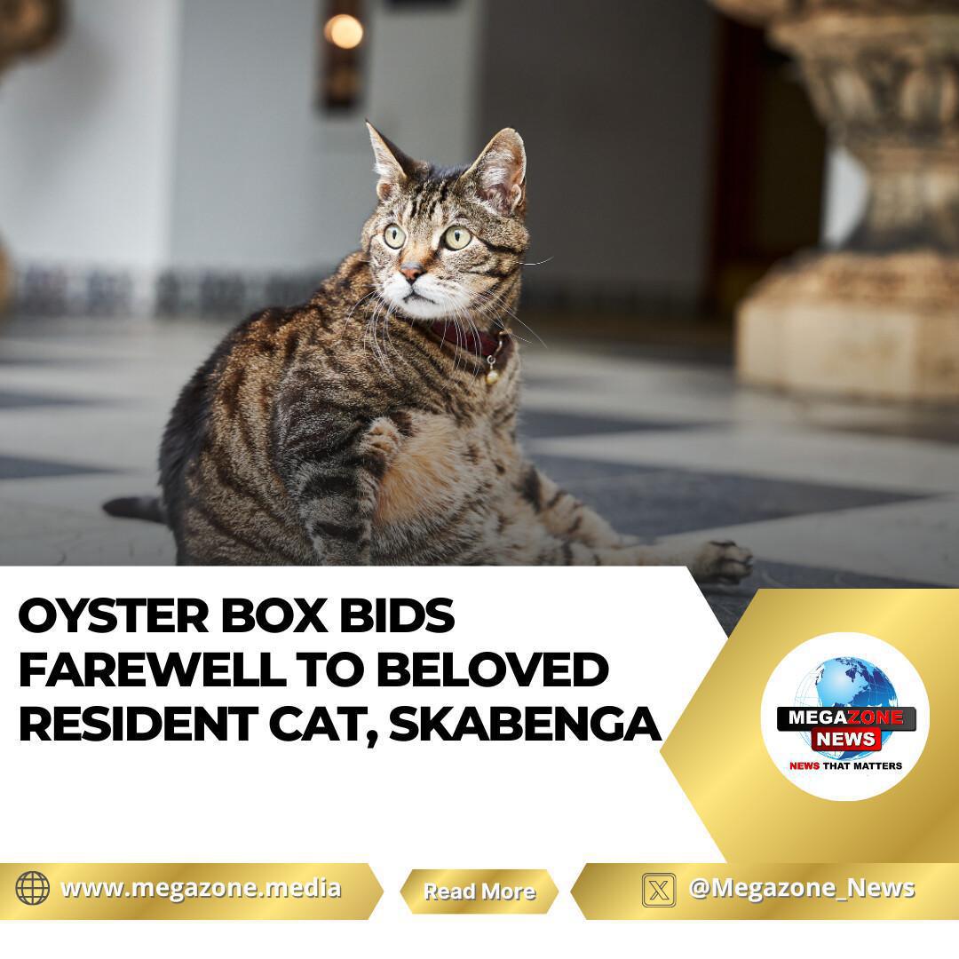 Oyster Box Bids Farewell to Beloved Resident Cat, Skabenga Oyster Box Bids Farewell to Beloved Resident Cat, Skabenga