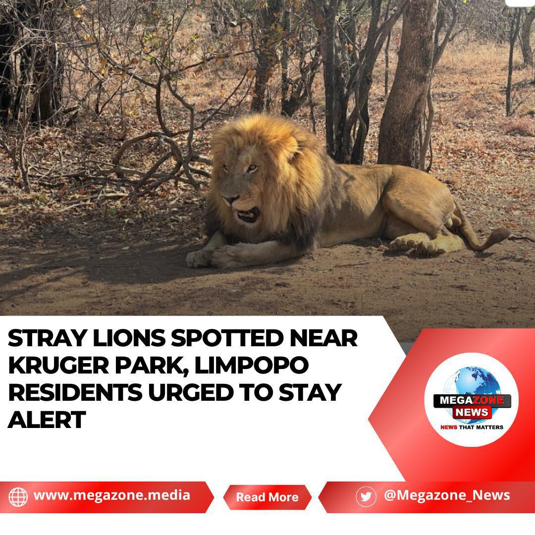 Stray Lions Spotted Near Kruger Park, Limpopo Residents Urged to Stay Alert