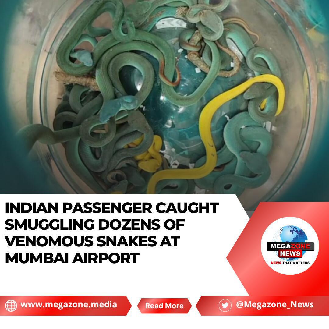 Indian Passenger Caught Smuggling Dozens of Venomous Snakes at Mumbai Airport Indian Passenger Caught Smuggling Dozens of Venomous Snakes at Mumbai Airport