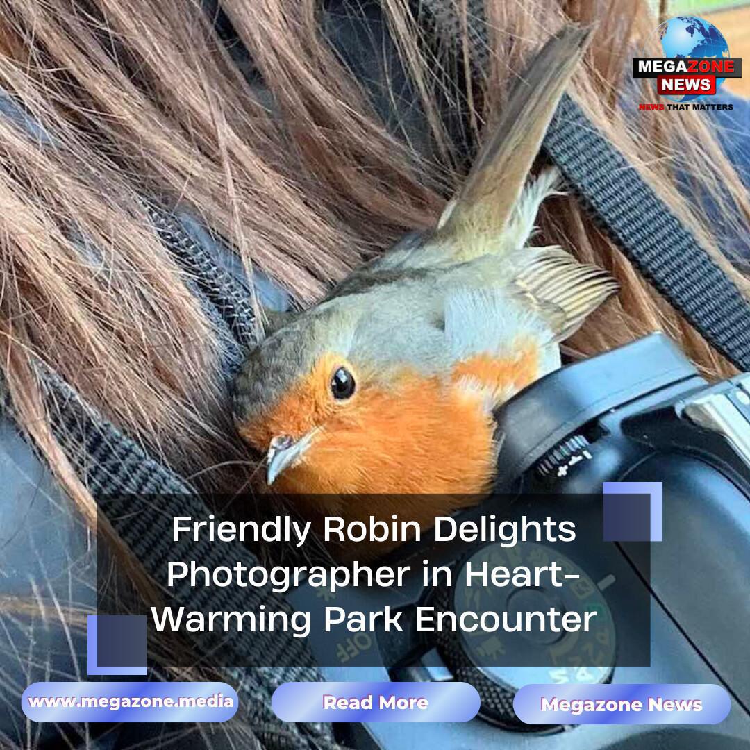 Friendly Robin Delights Photographer in Heart-Warming Park Encounter Friendly Robin Delights Photographer in Heart-Warming Park Encounter