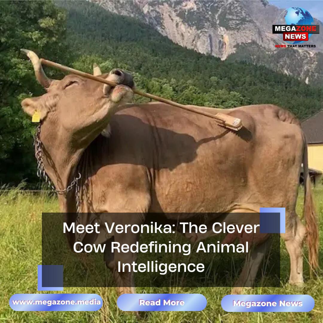 Meet Veronika: The Clever Cow Redefining Animal Intelligence