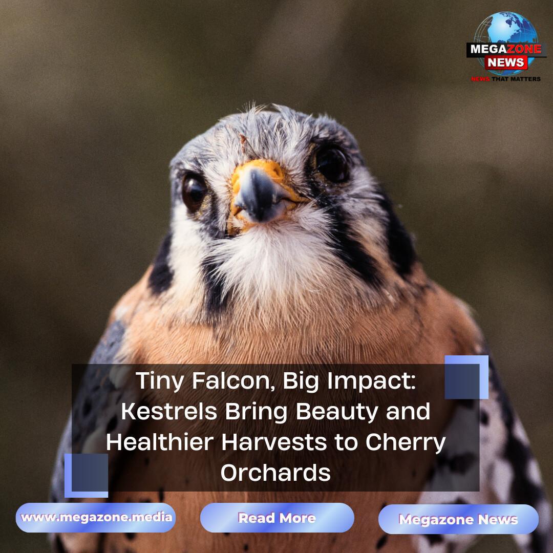 Tiny Falcon, Big Impact: Kestrels Bring Beauty and Healthier Harvests to Cherry Orchards Tiny Falcon, Big Impact: Kestrels Bring Beauty and Healthier Harvests to Cherry Orchards