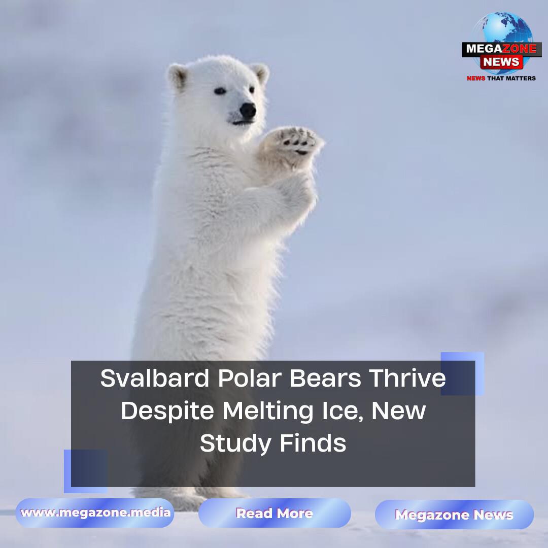 Svalbard Polar Bears Thrive Despite Melting Ice, New Study Finds