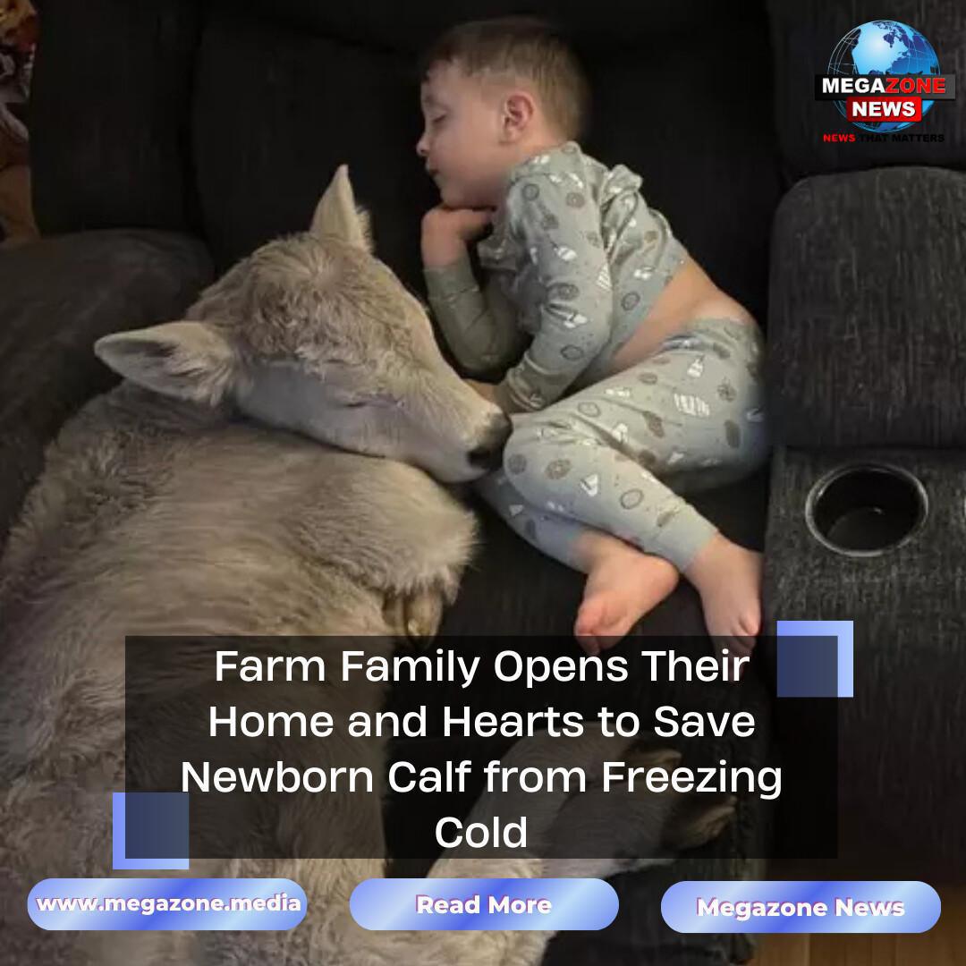Farm Family Opens Their Home and Hearts to Save Newborn Calf from Freezing Cold Farm Family Opens Their Home and Hearts to Save Newborn Calf from Freezing Cold