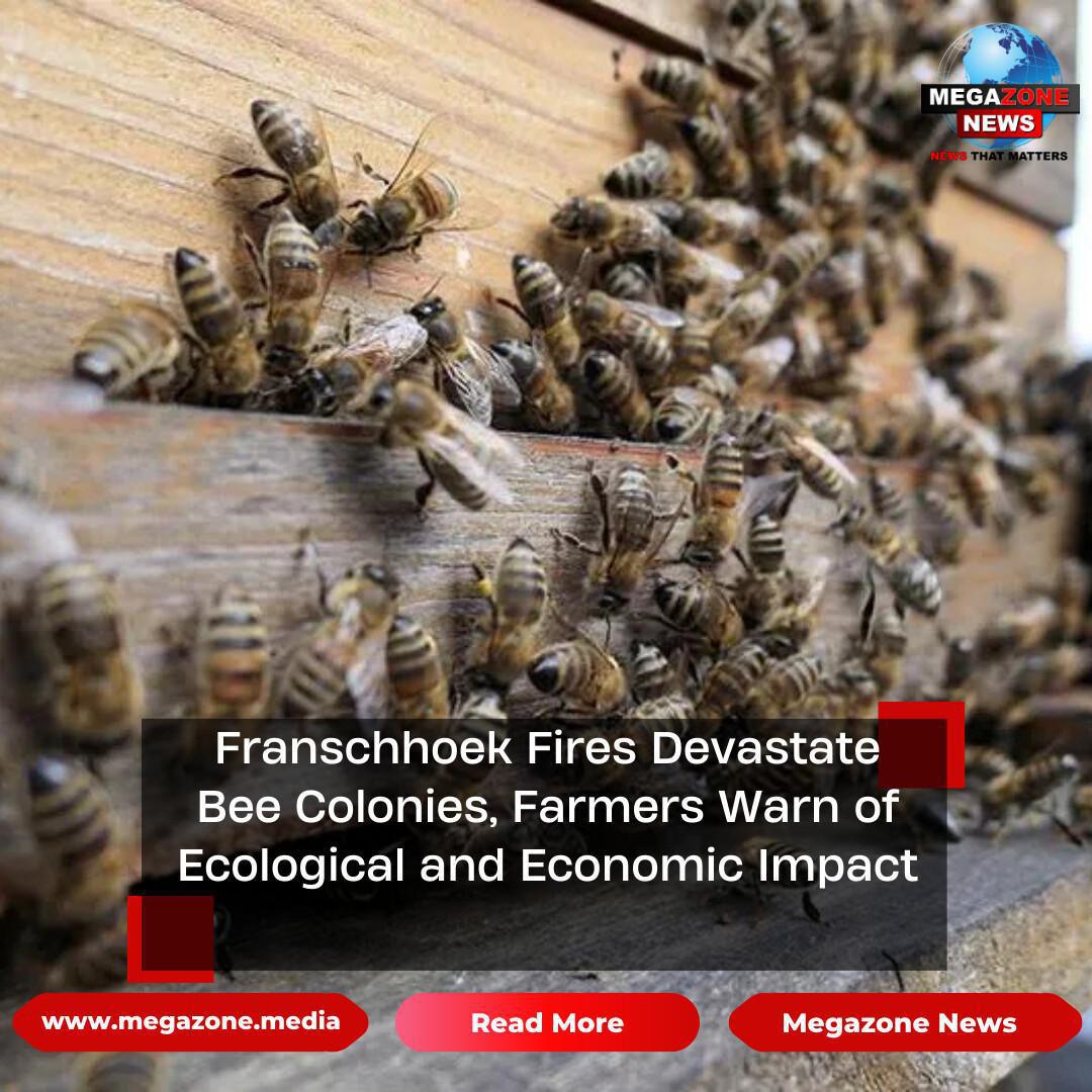 Franschhoek Fires Devastate Bee Colonies, Farmers Warn of Ecological and Economic Impact Franschhoek Fires Devastate Bee Colonies, Farmers Warn of Ecological and Economic Impact