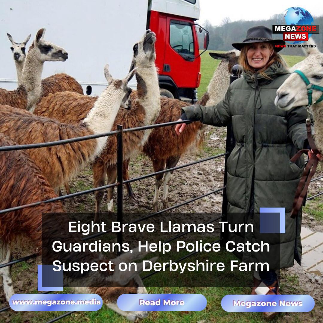 Eight Brave Llamas Turn Guardians, Help Police Catch Suspect on Derbyshire Farm Eight Brave Llamas Turn Guardians, Help Police Catch Suspect on Derbyshire Farm