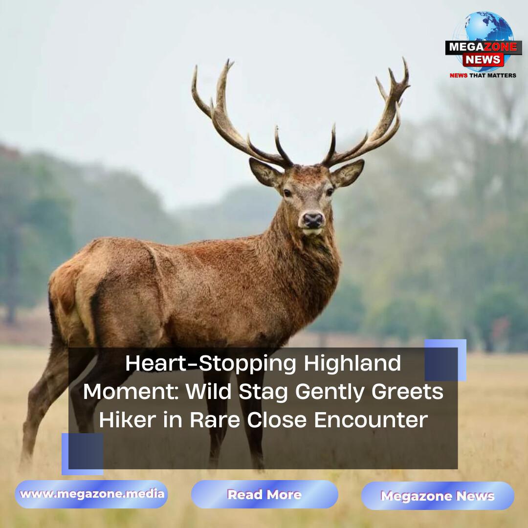 Heart-Stopping Highland Moment: Wild Stag Gently Greets Hiker in Rare Close Encounter Heart-Stopping Highland Moment: Wild Stag Gently Greets Hiker in Rare Close Encounter