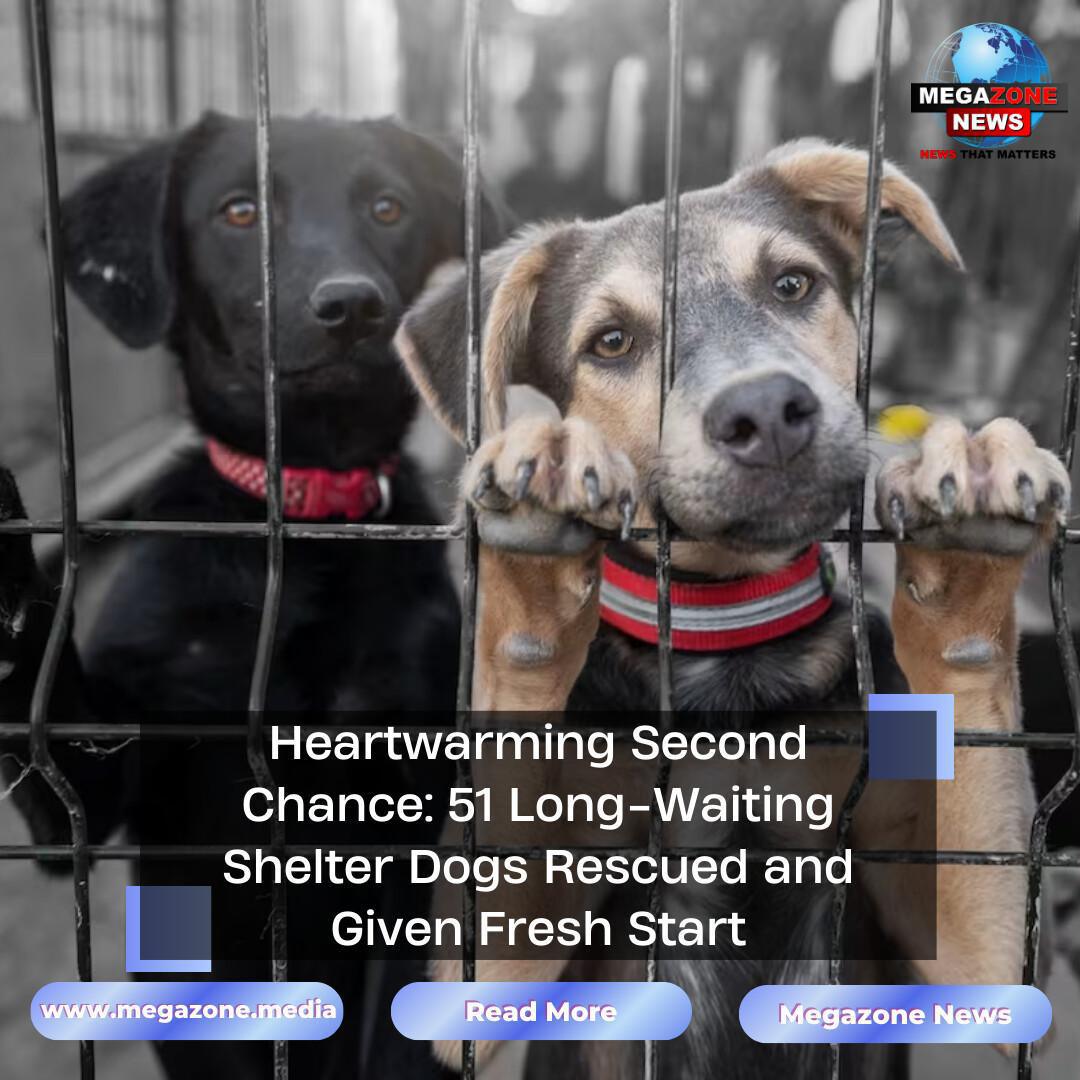 Heartwarming Second Chance: 51 Long-Waiting Shelter Dogs Rescued and Given Fresh Start
