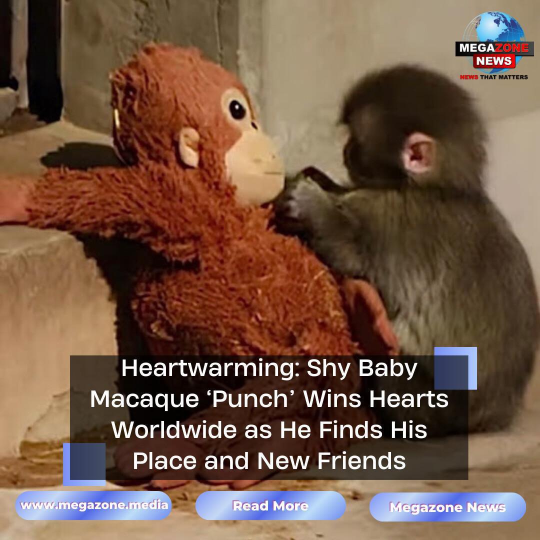 Heartwarming: Shy Baby Macaque ‘Punch’ Wins Hearts Worldwide as He Finds His Place and New Friends Heartwarming: Shy Baby Macaque ‘Punch’ Wins Hearts Worldwide as He Finds His Place and New Friends