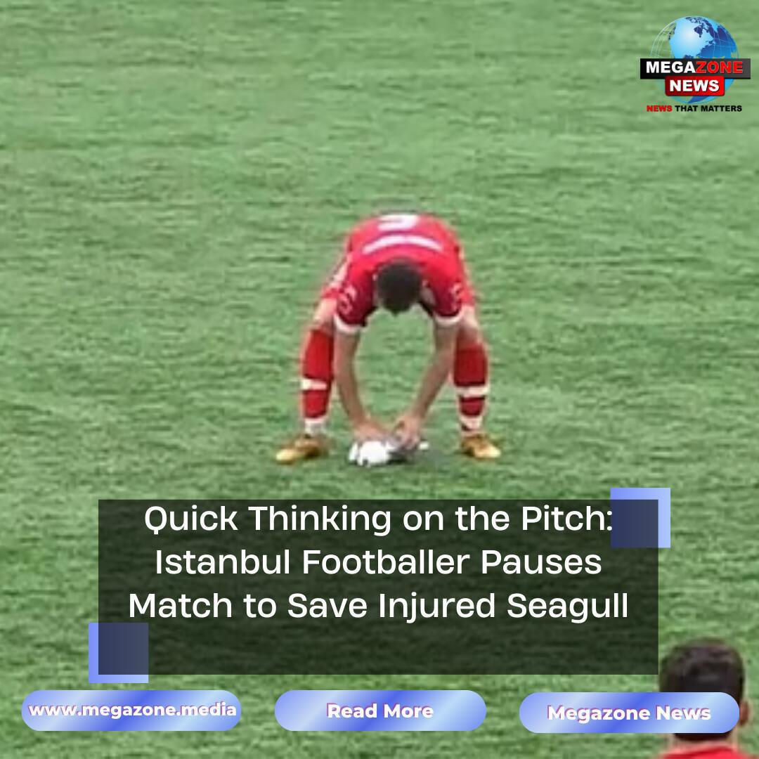 Quick Thinking on the Pitch: Istanbul Footballer Pauses Match to Save Injured Seagull Quick Thinking on the Pitch: Istanbul Footballer Pauses Match to Save Injured Seagull