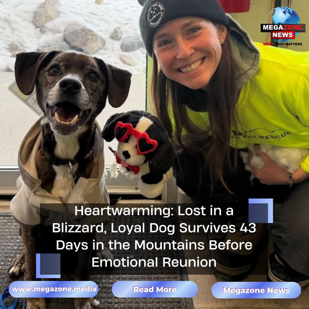 Heartwarming: Lost in a Blizzard, Loyal Dog Survives 43 Days in the Mountains Before Emotional Reunion