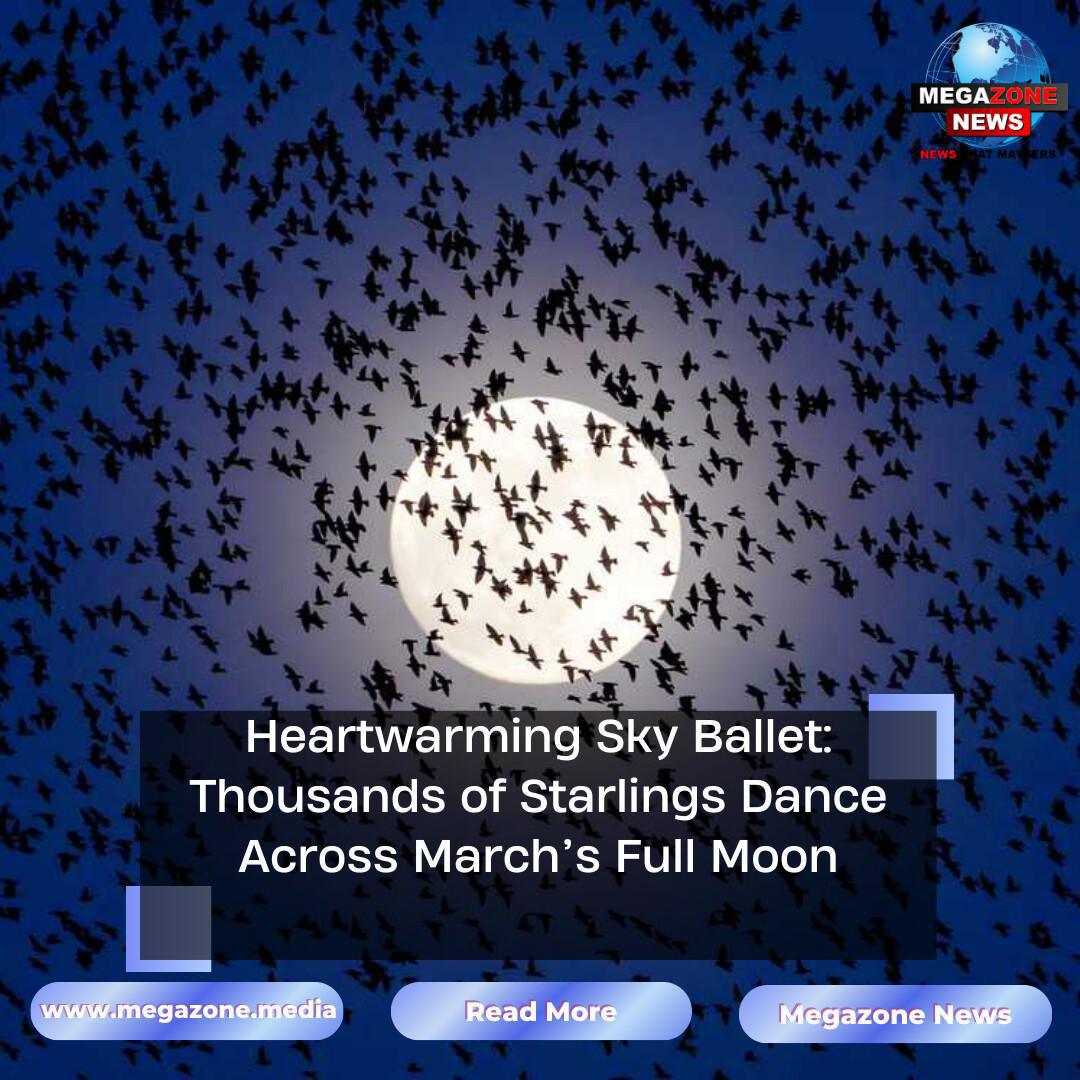 Heartwarming Sky Ballet: Thousands of Starlings Dance Across March’s Full Moon