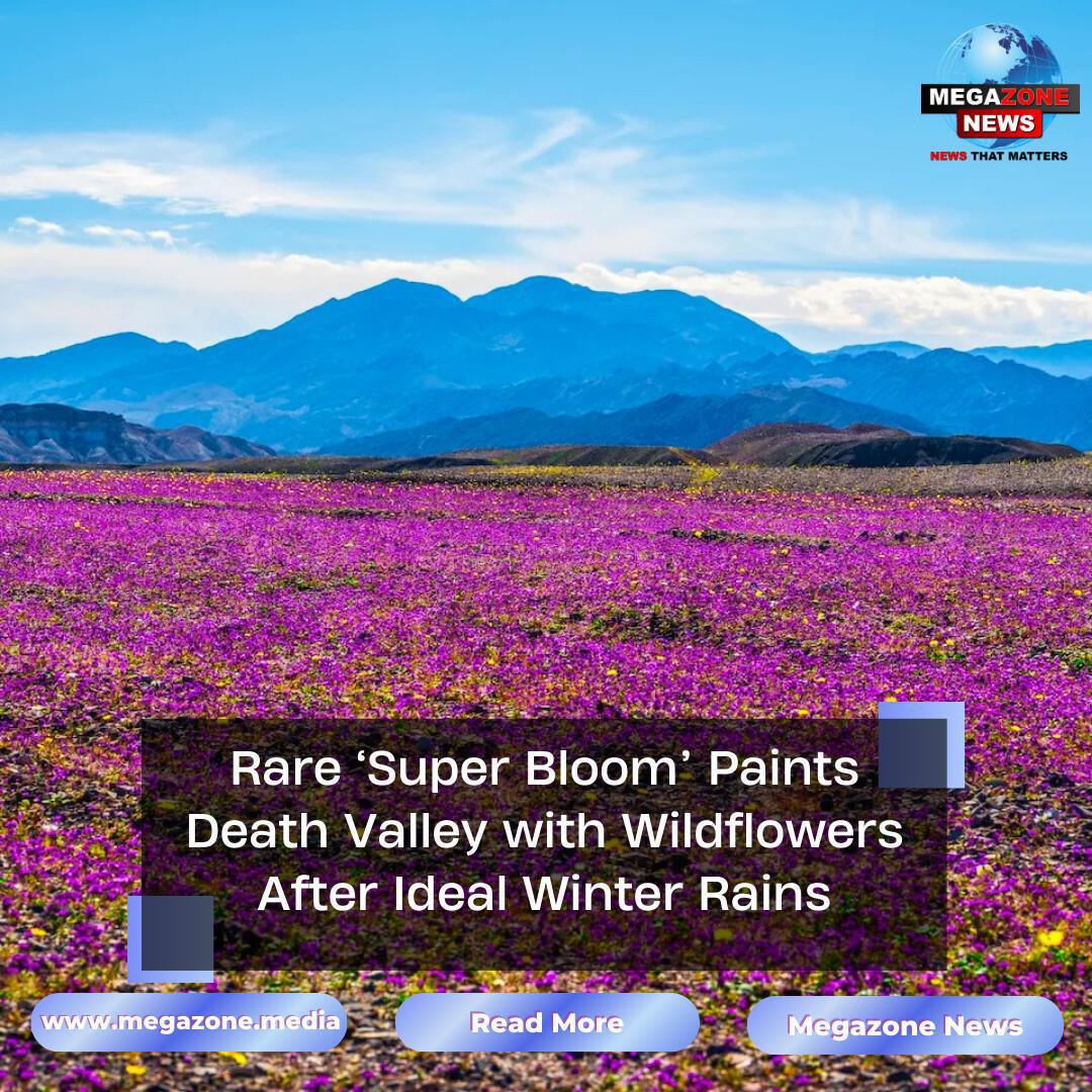 Rare ‘Super Bloom’ Paints Death Valley with Wildflowers After Ideal Winter Rains Rare ‘Super Bloom’ Paints Death Valley with Wildflowers After Ideal Winter Rains