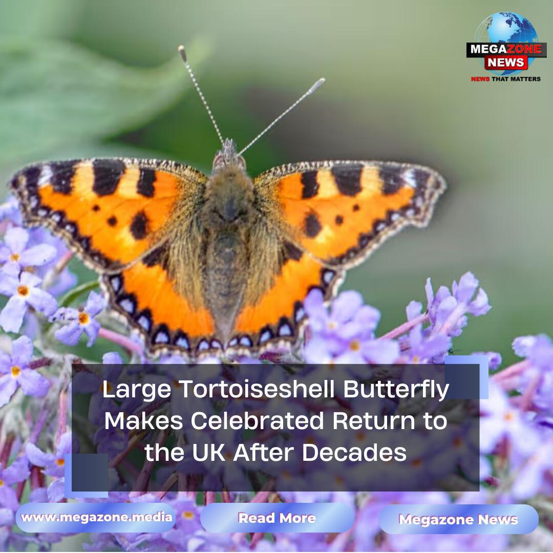 Large Tortoiseshell Butterfly Makes Celebrated Return to the UK After Decades Large Tortoiseshell Butterfly Makes Celebrated Return to the UK After Decades