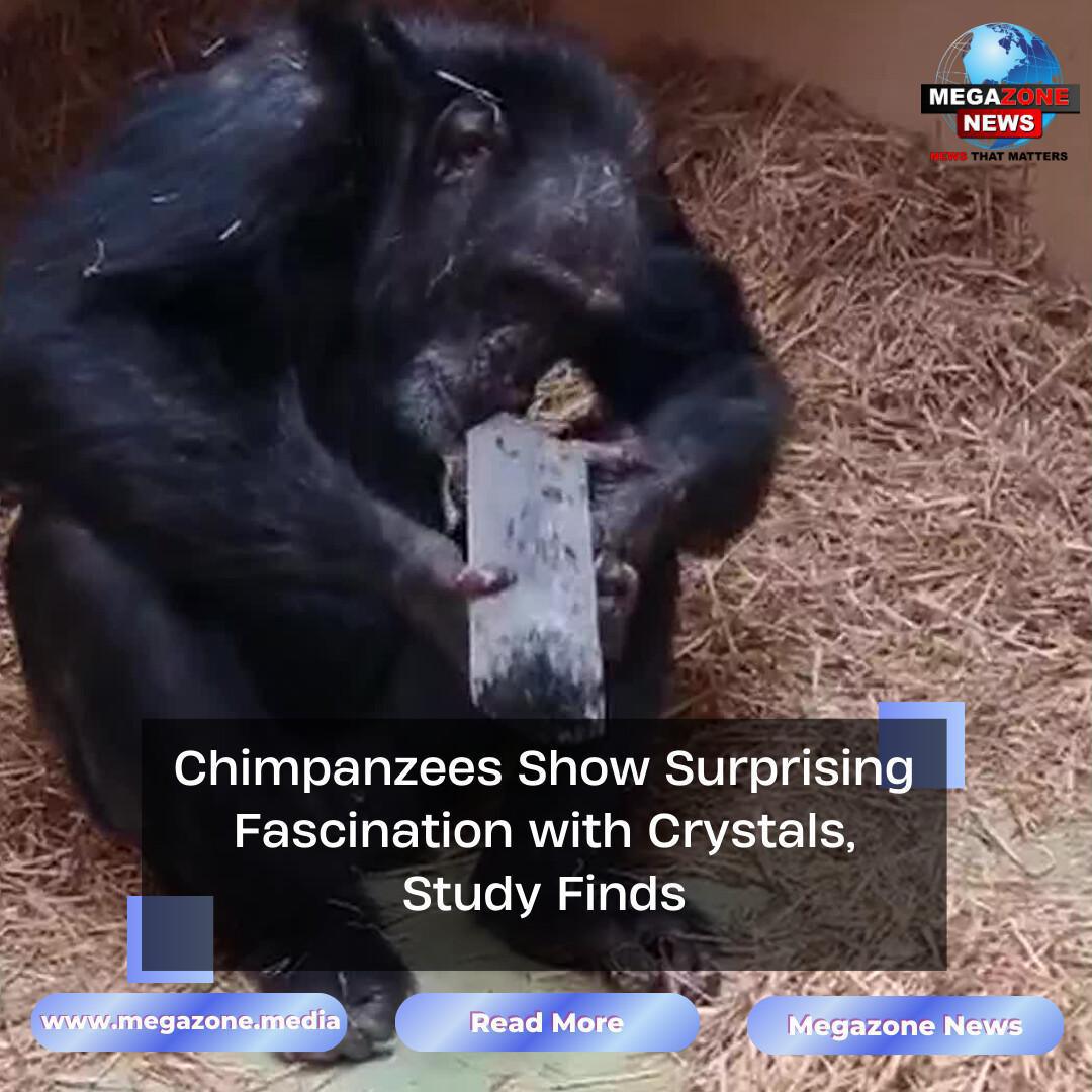 Chimpanzees Show Surprising Fascination with Crystals, Study Finds