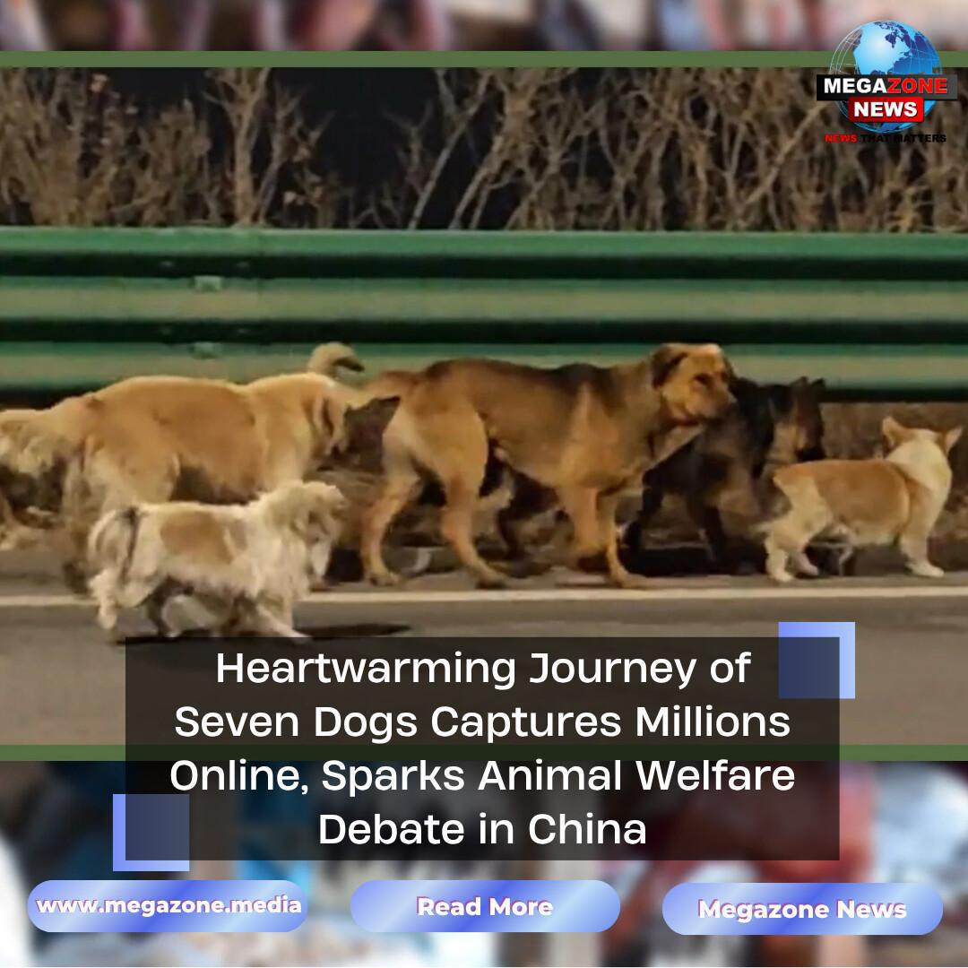 Heartwarming Journey of Seven Dogs Captures Millions Online, Sparks Animal Welfare Debate in China Heartwarming Journey of Seven Dogs Captures Millions Online, Sparks Animal Welfare Debate in China