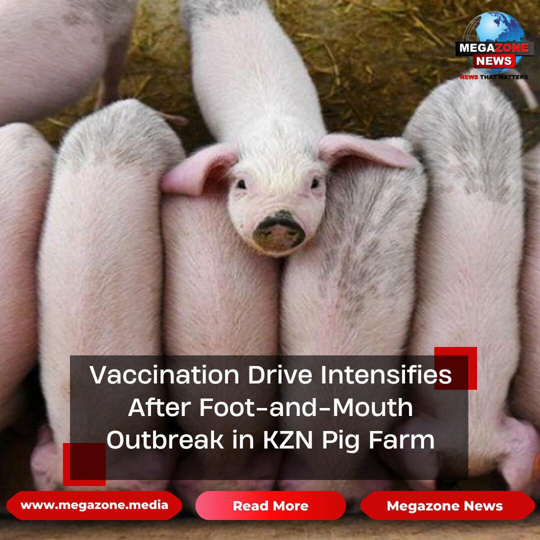 Vaccination Drive Intensifies After Foot-and-Mouth Outbreak in KZN Pig Farm