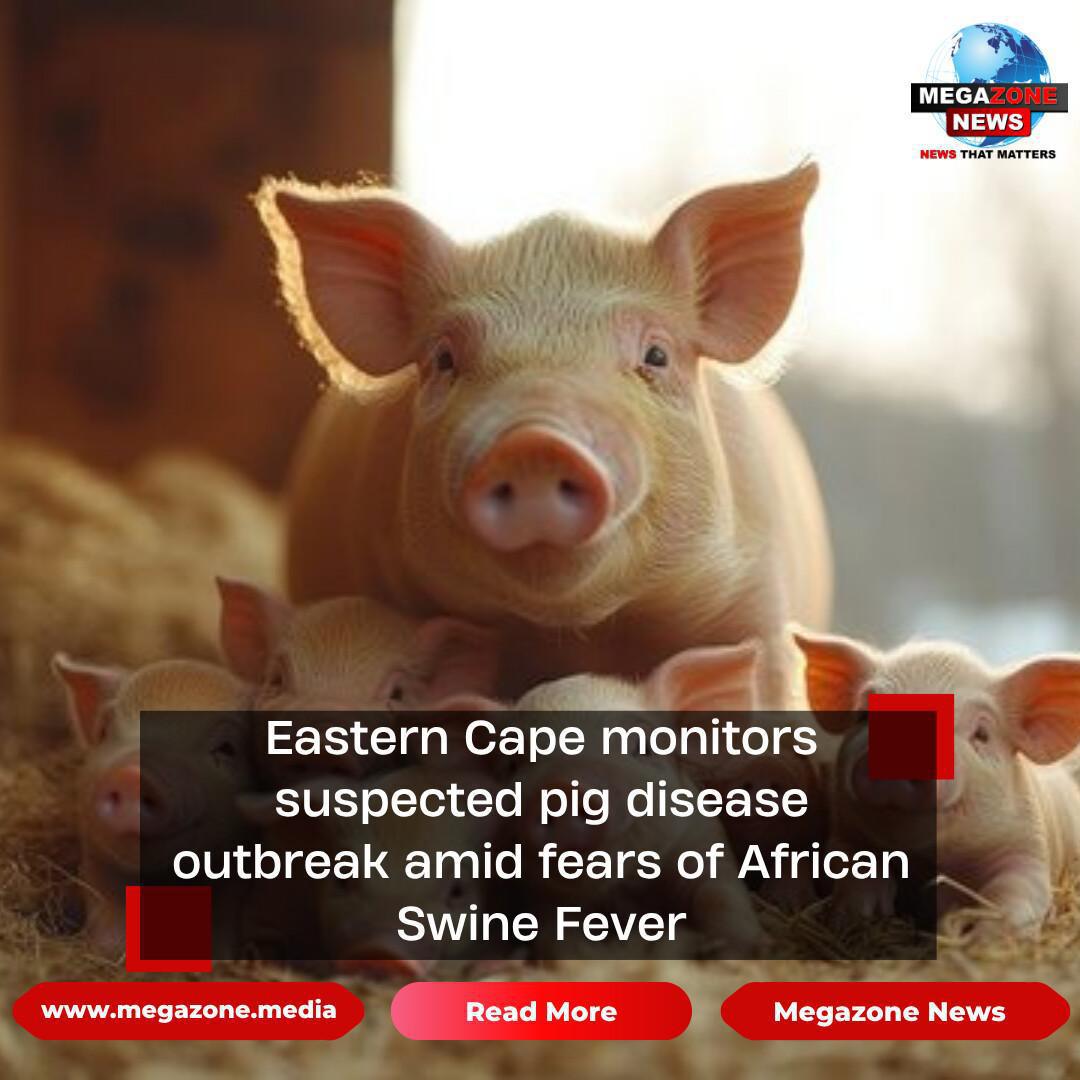 Eastern Cape monitors suspected pig disease outbreak amid fears of African Swine Fever