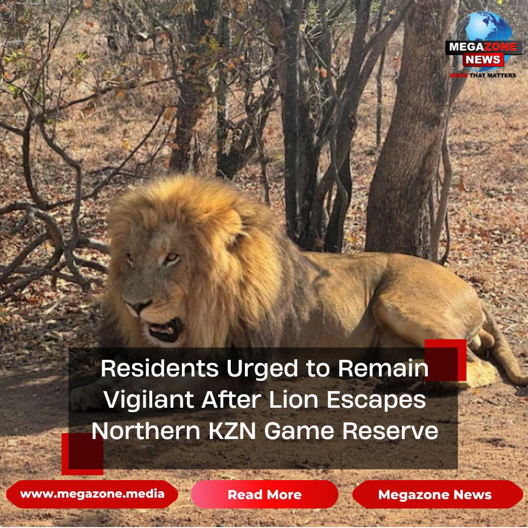 Residents Urged to Remain Vigilant After Lion Escapes Northern KZN Game Reserve Residents Urged to Remain Vigilant After Lion Escapes Northern KZN Game Reserve