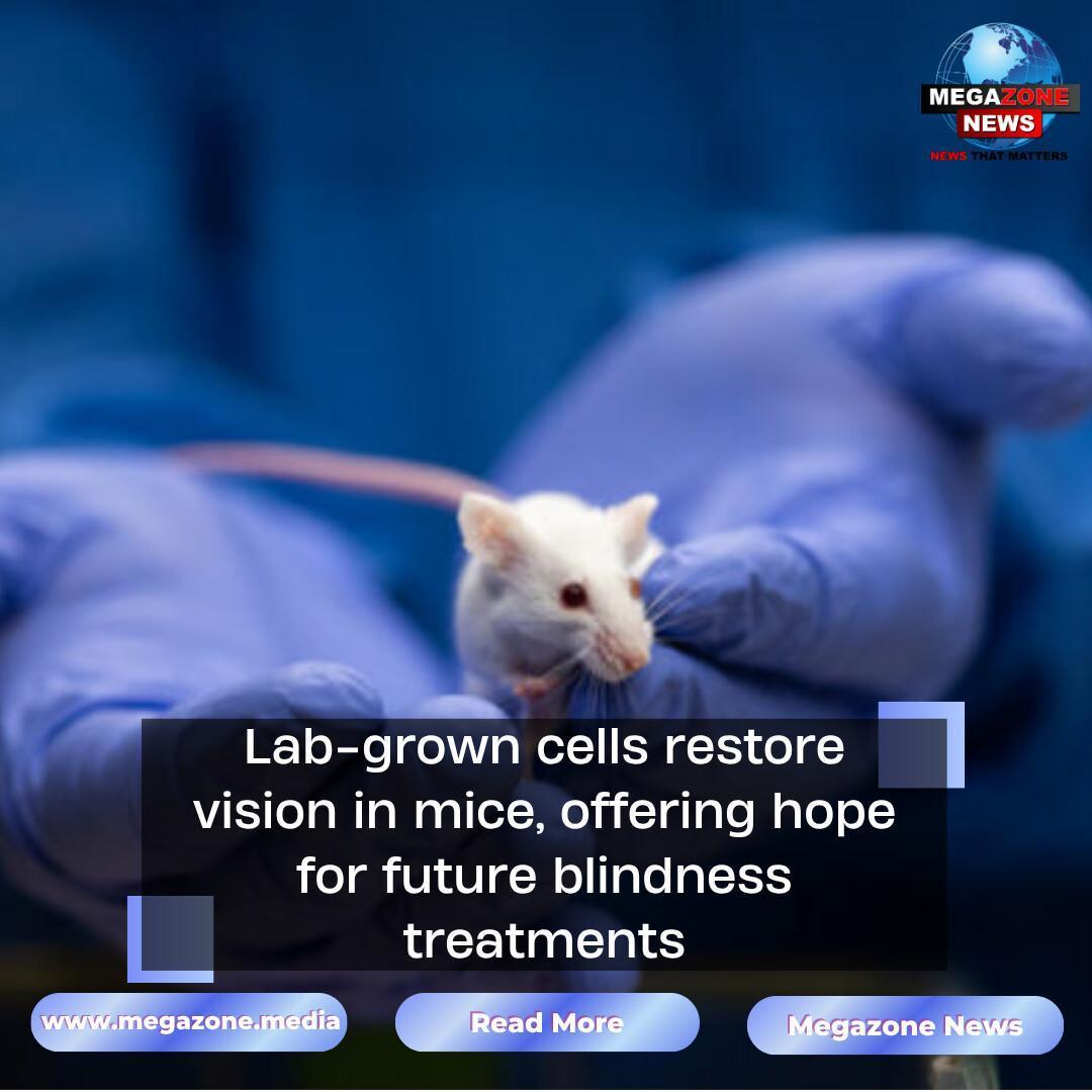 Lab-grown cells restore vision in mice, offering hope for future blindness treatments Lab-grown cells restore vision in mice, offering hope for future blindness treatments