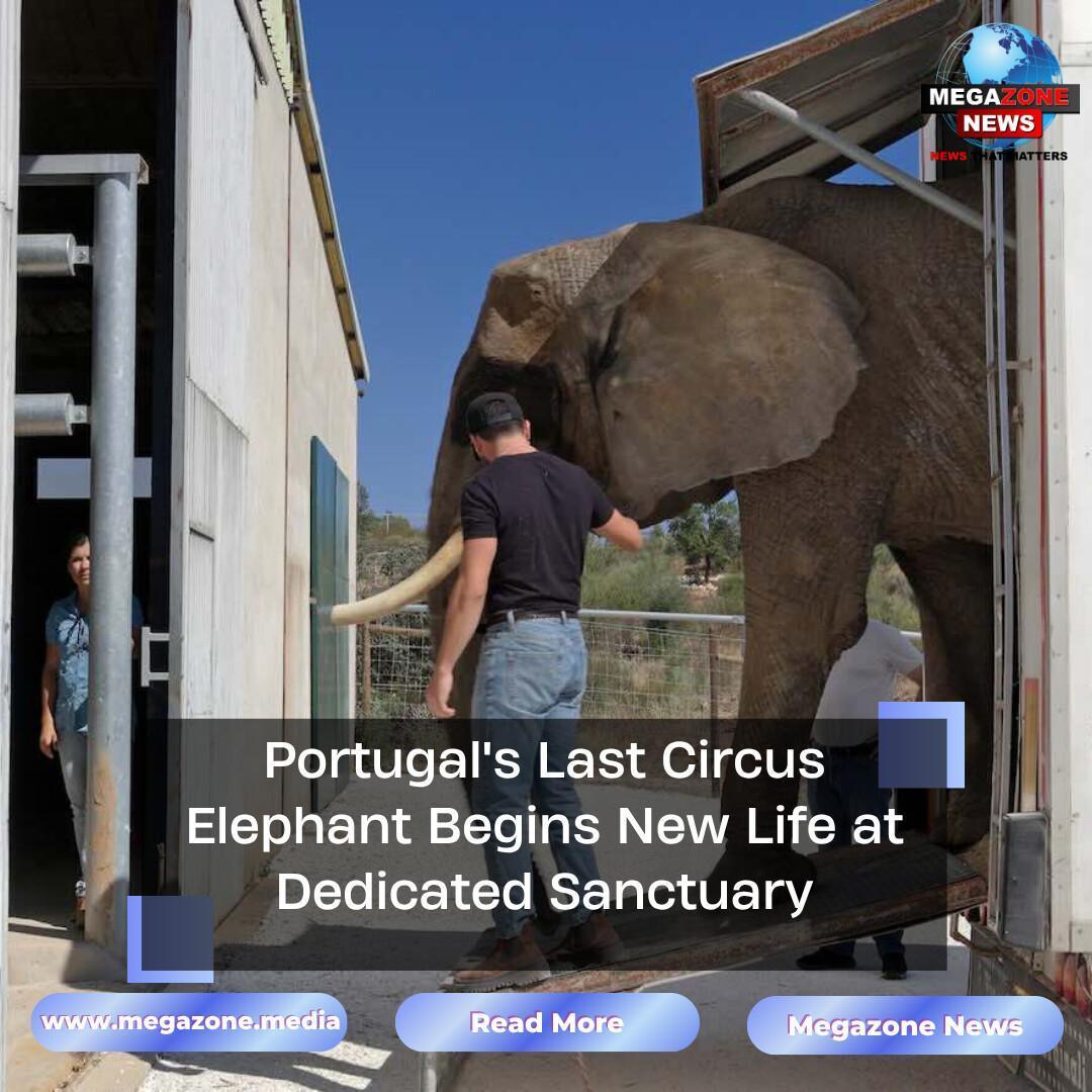 Portugal's Last Circus Elephant Begins New Life at Dedicated Sanctuary Portugal's Last Circus Elephant Begins New Life at Dedicated Sanctuary