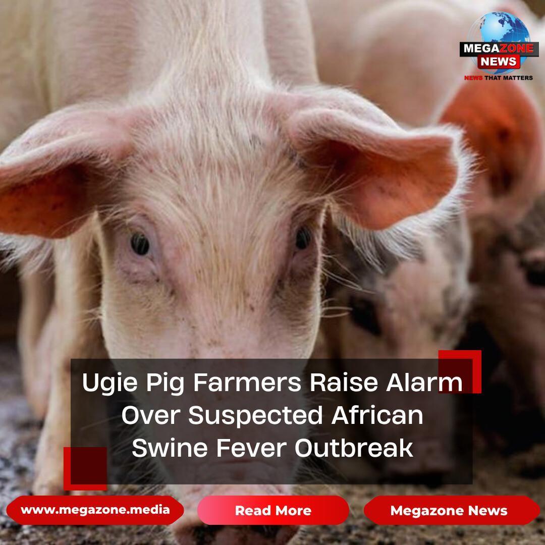 Ugie Pig Farmers Raise Alarm Over Suspected African Swine Fever Outbreak