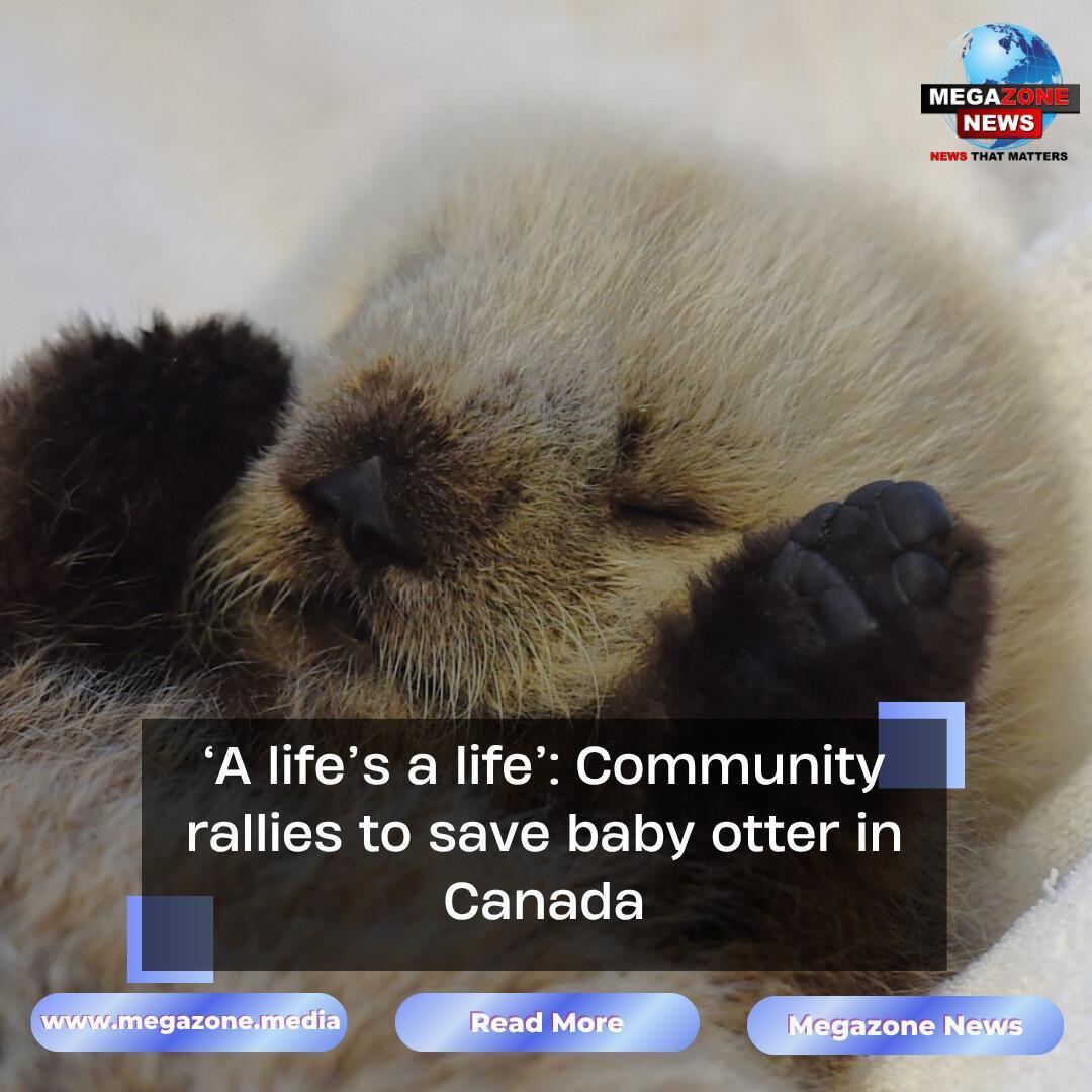 ‘A life’s a life’: Community rallies to save baby otter in Canada