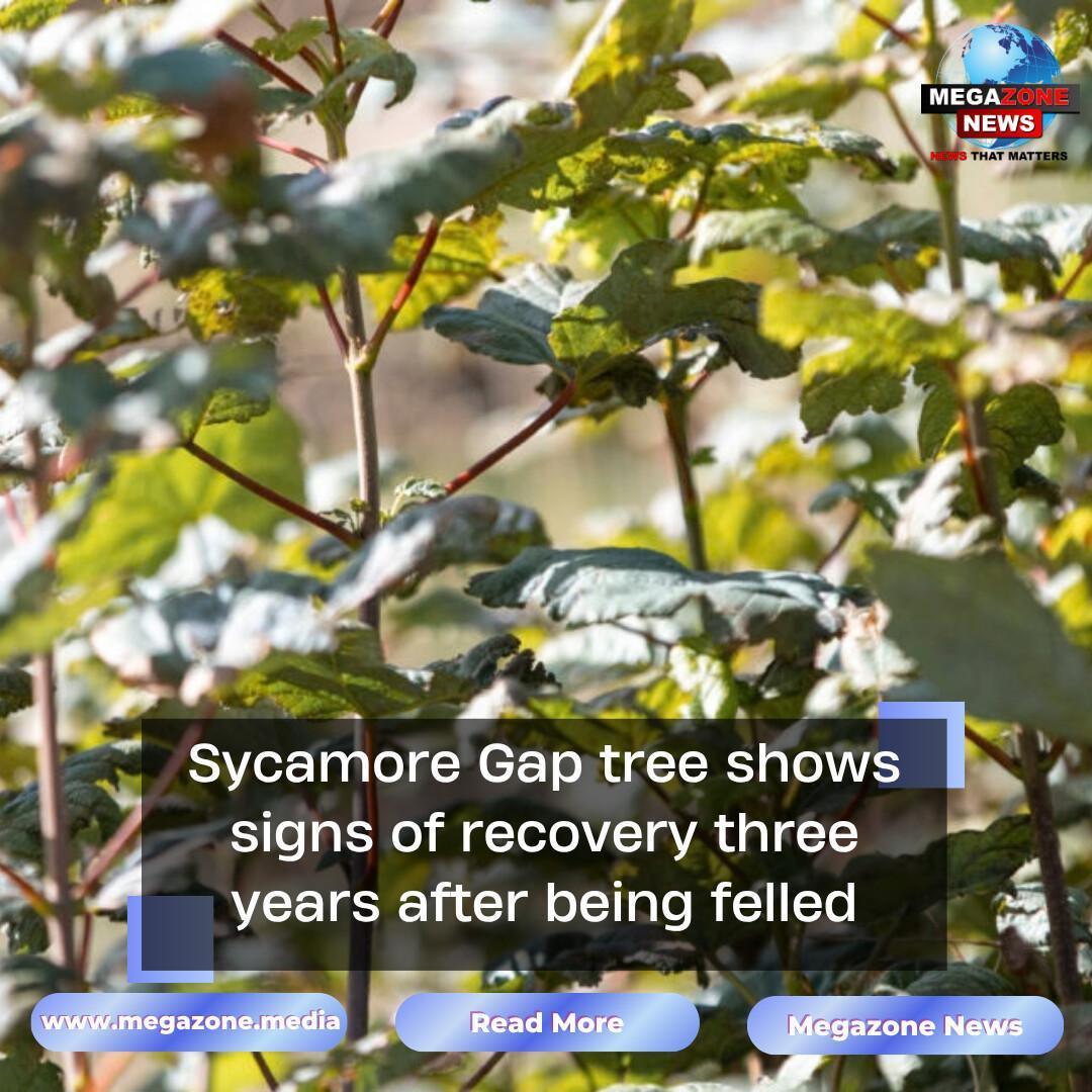Sycamore Gap tree shows signs of recovery three years after being felled