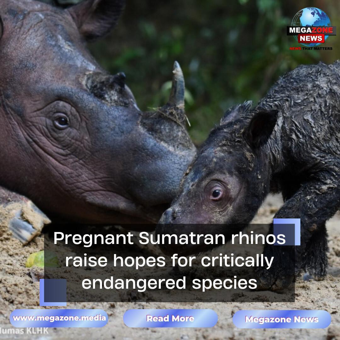 Pregnant Sumatran rhinos raise hopes for critically endangered species Pregnant Sumatran rhinos raise hopes for critically endangered species