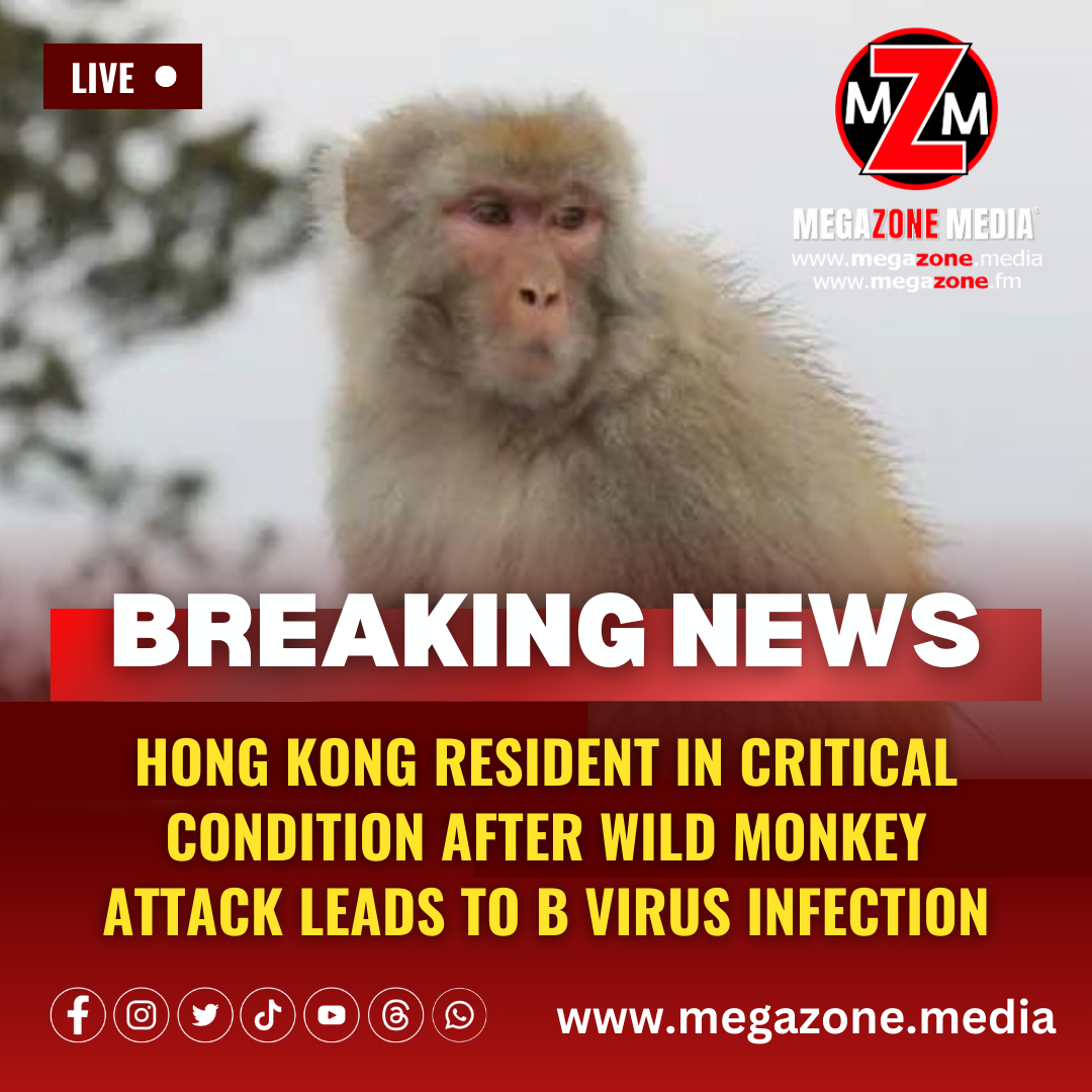 Hong Kong resident in critical condition after wild monkey attack leads ...