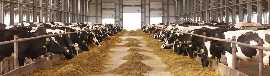 ALLEVAMENTI ALLEVAMENTI