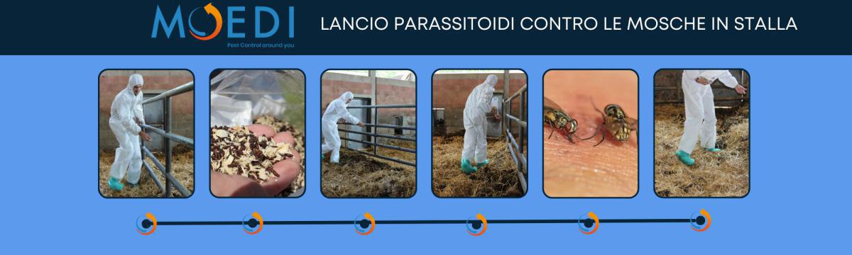 ALLEVAMENTI ALLEVAMENTI