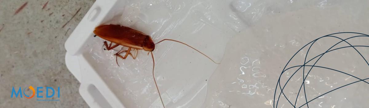 Controllo Blattoidei Controllo Blattoidei