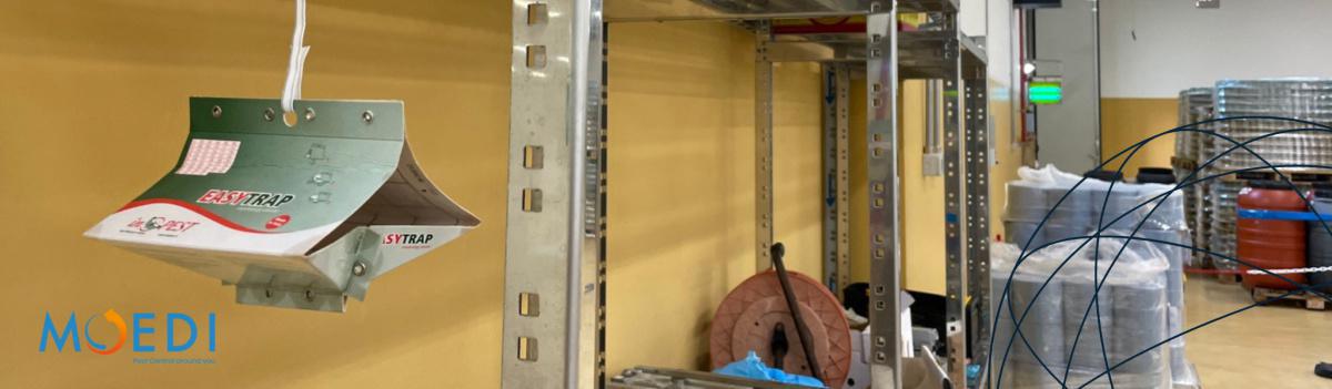 Controllo insetti infestanti Controllo insetti infestanti