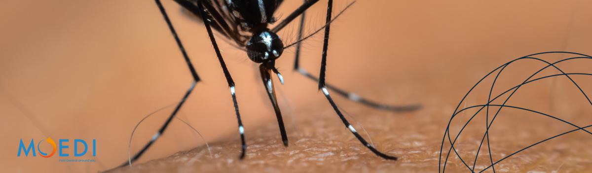 Controllo Zanzare Controllo Zanzare