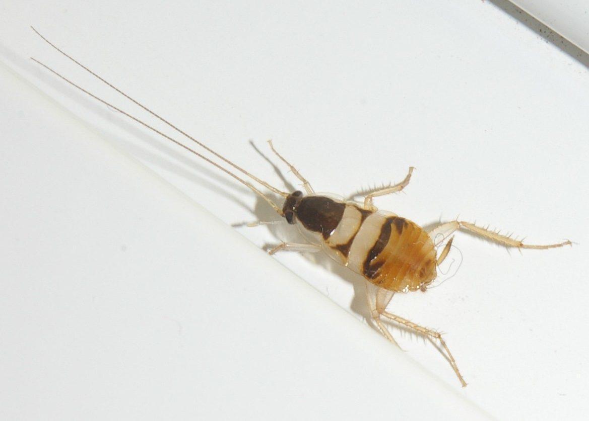 Supella longipalpa