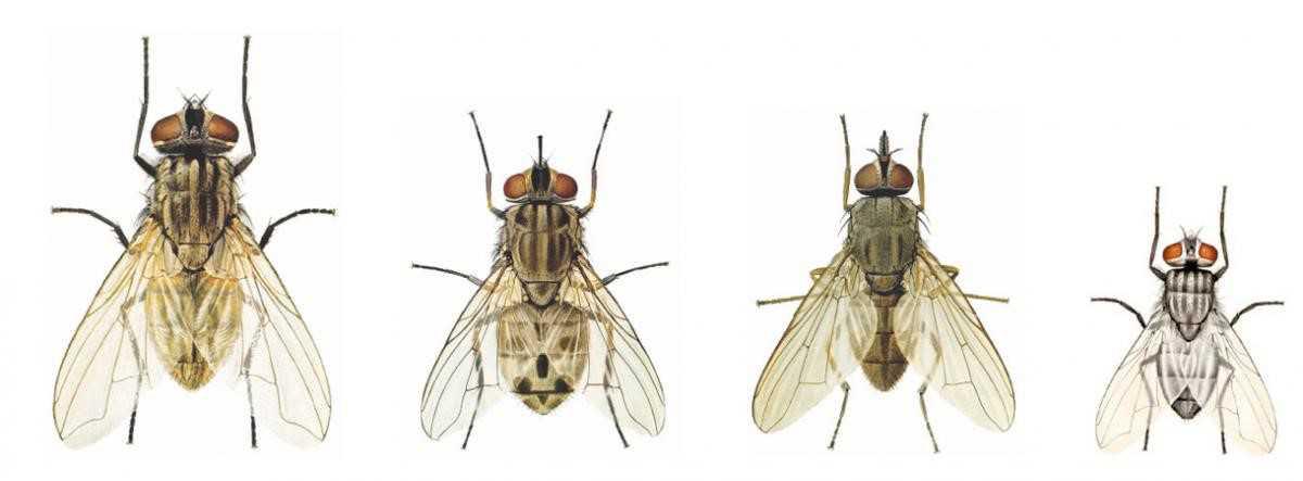 Pascoli e dintorni: la gestione delle mosche in contesti estensivi di Stefano Cherubin della Newpharm per Ruminantia