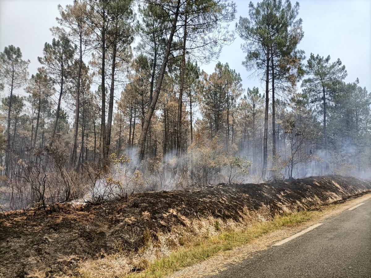 Incendie de la forêt du Sud-Gironde Incendie de la forêt du Sud-Gironde