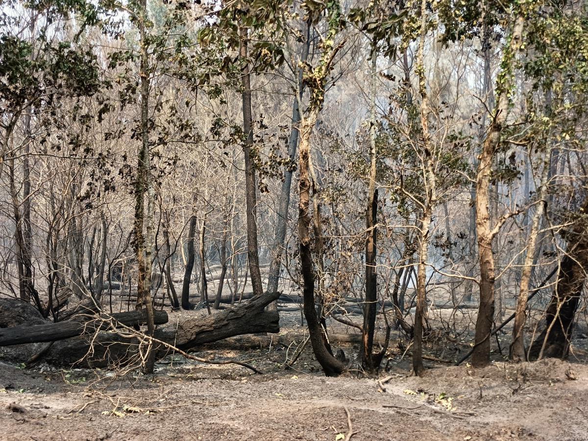 Incendie de la forêt du Sud-Gironde Incendie de la forêt du Sud-Gironde